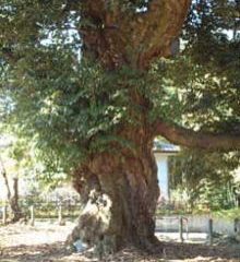 一ノ宮貫前神社